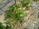 200805280840001.jpg